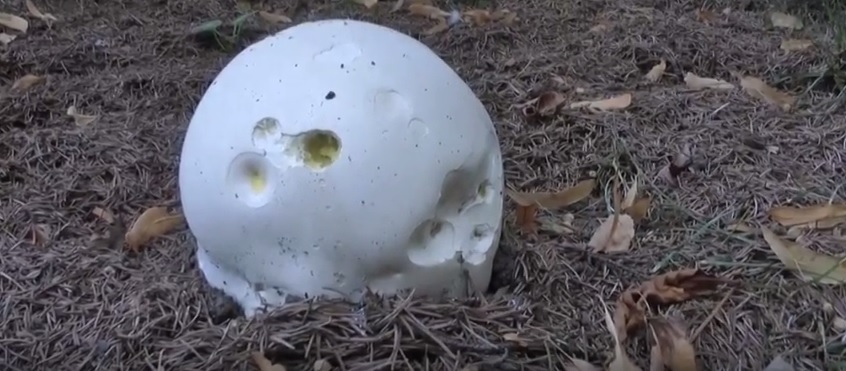 JAWOR. Całkiem spory okaz (WIDEO)