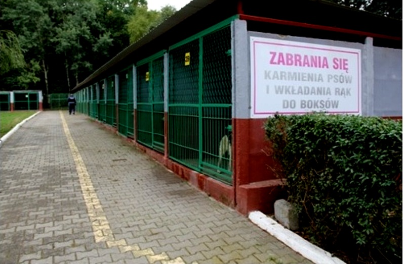 LEGNICA. Inwestują w niechciane czworonogi