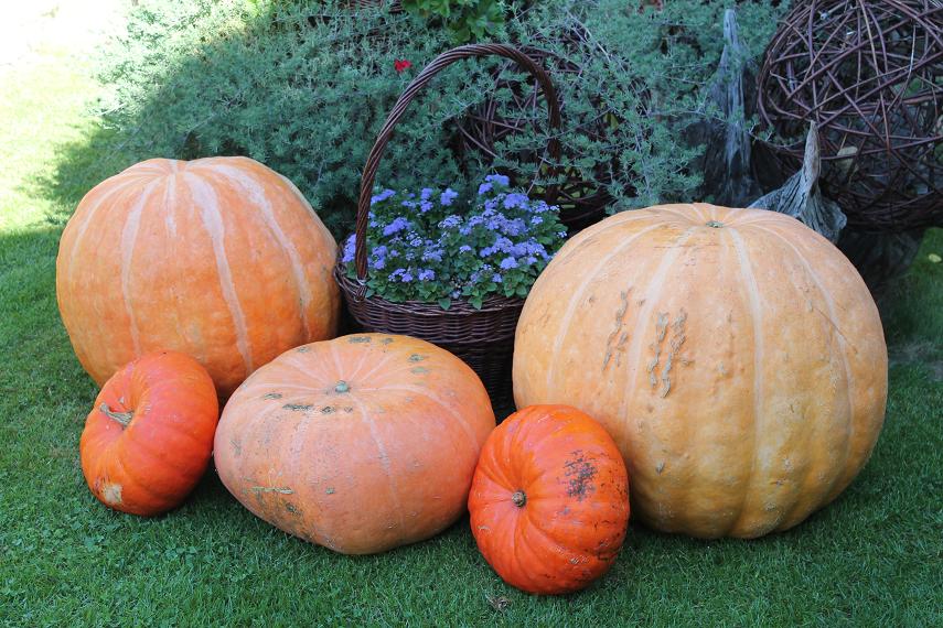 LUBIN. Kontrowersyjne halloween (WIDEO)