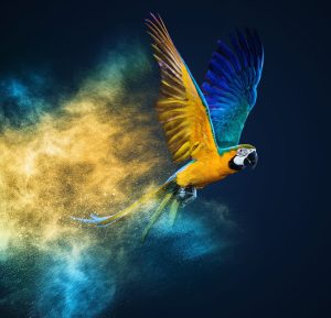 Flying Ara parrot over colourful powder explosion