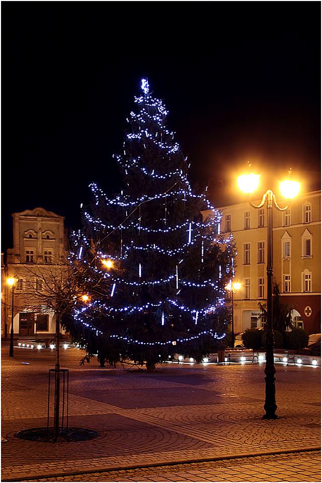 JAWOR. Czekają na choinki