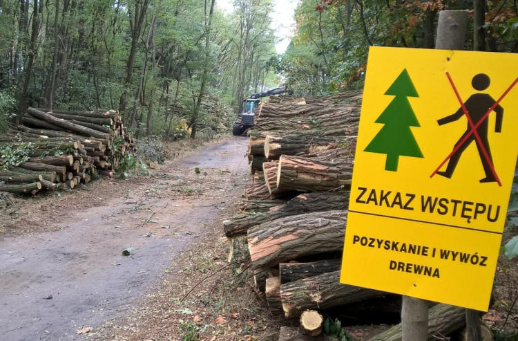 POLKOWICE. Trwa wycinka drzew pod drogę S3