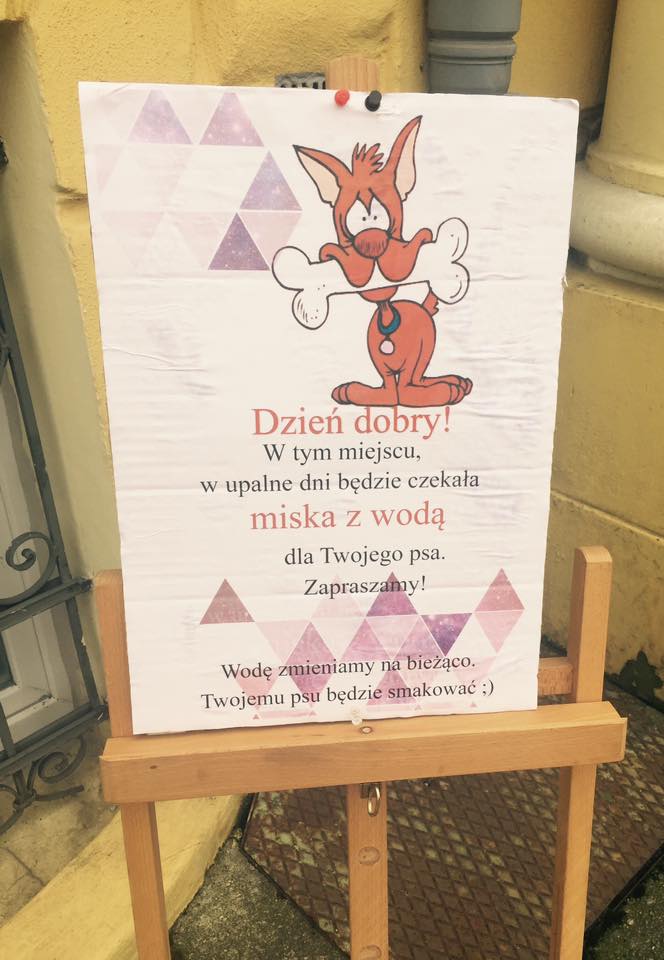 LUBIN. Psie piękności ponownie w mieście