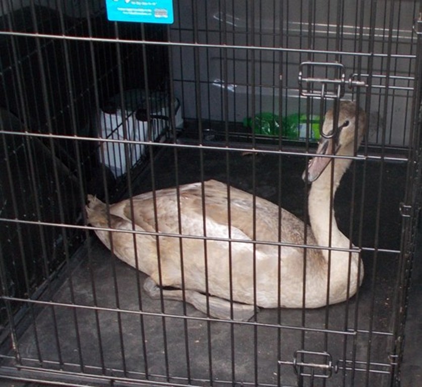 LEGNICA. Noc spędził w stodole