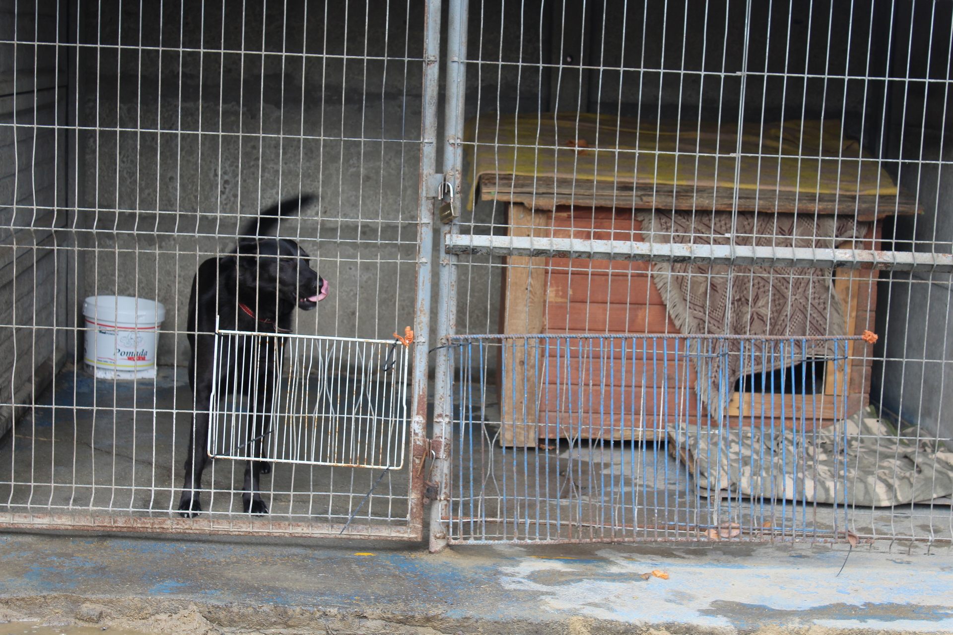GŁOGÓW. Wstrzymują adopcję zwierząt (FOTO, WIDEO)