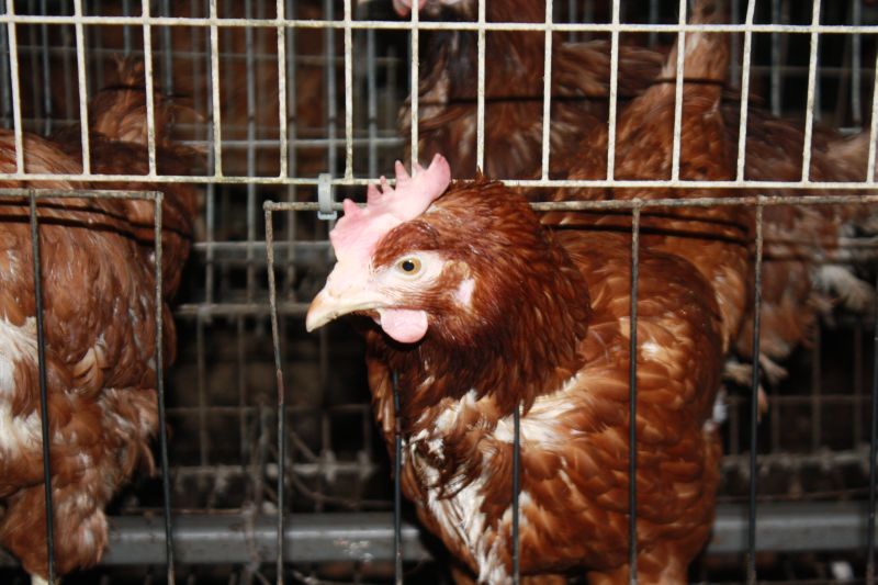 Weterynarze apelują do hodowców drobiu