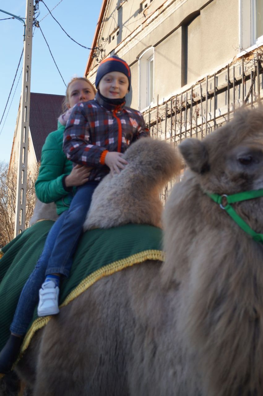 MĘCINKA. Wielbłąd atrakcją żywej szopki (FOTO)