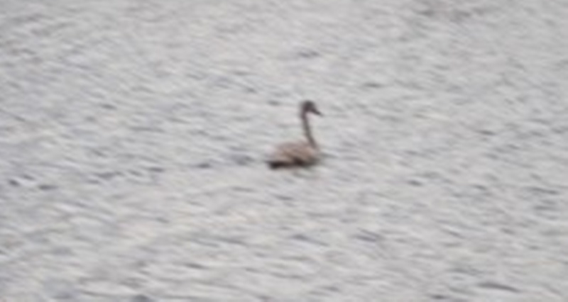 CHOJNÓW/ZŁOTORYJA. Mróz daje się we znaki ptakom