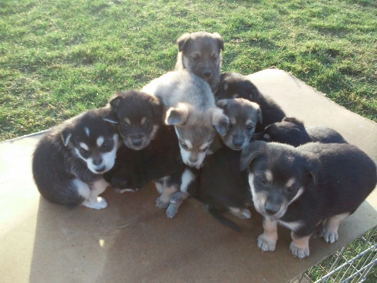 POLKOWICE. Szczeniaki czekają na nowy dom