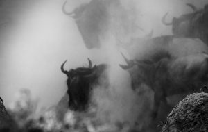 Wielka Migracja wystawa fotografii Andrzeja Maciejewskiego (1)