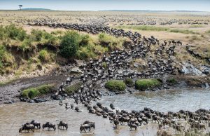 Wielka Migracja wystawa fotografii Andrzeja Maciejewskiego (2)