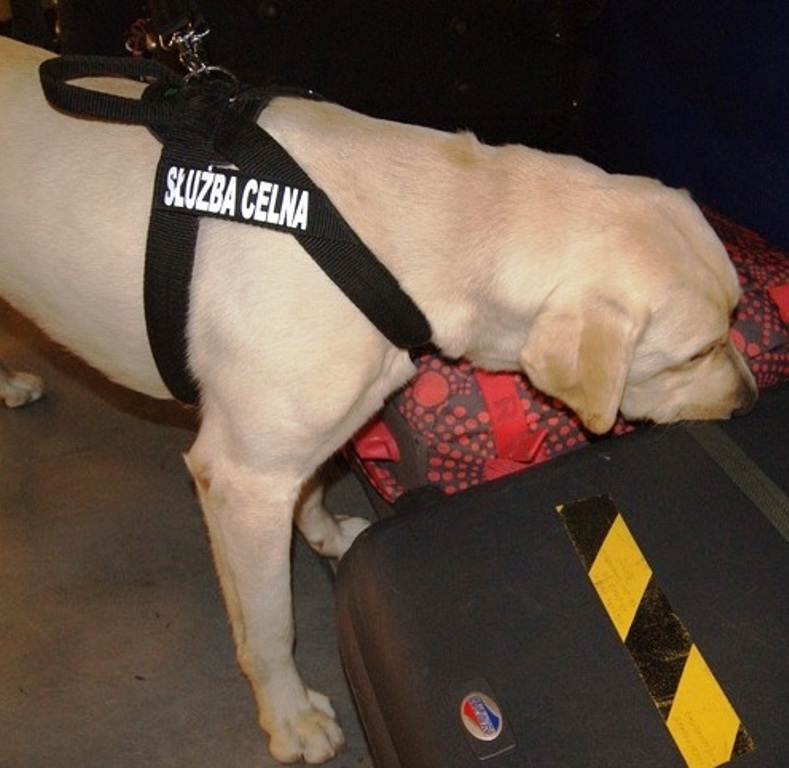 LEGNICA. Miał nosa – wyczuł kontrabandę (WIDEO)