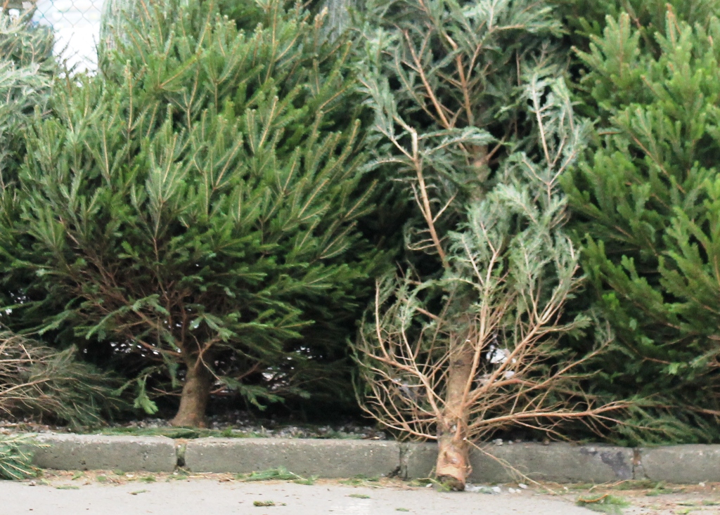 Poświąteczna zbiórka choinek