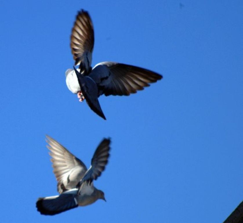 JAWOR. Uratowali gołębie