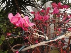 LEGNICA. Egzotycznie w palmiarni