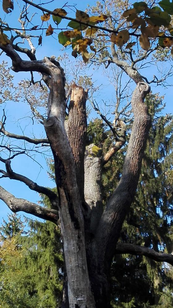 GŁOGÓW. Chrobry kontra Śląsk