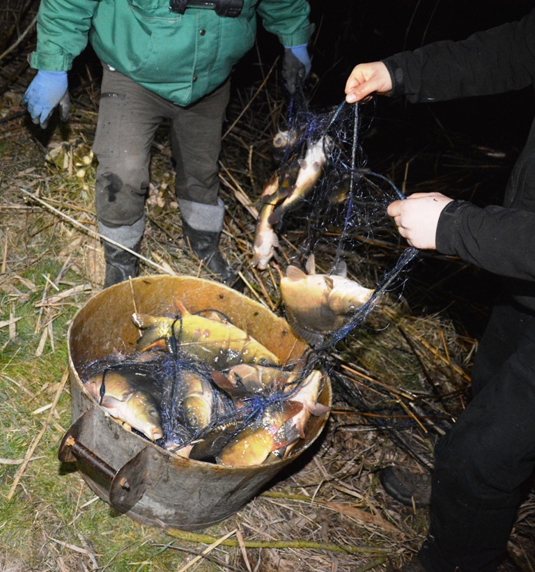 CHOJNÓW. Ukradli prawie 200 kg karpia