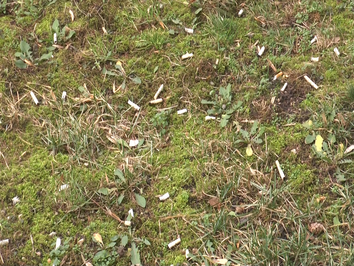 GŁOGÓW. Śmiecą na potęgę (WIDEO)