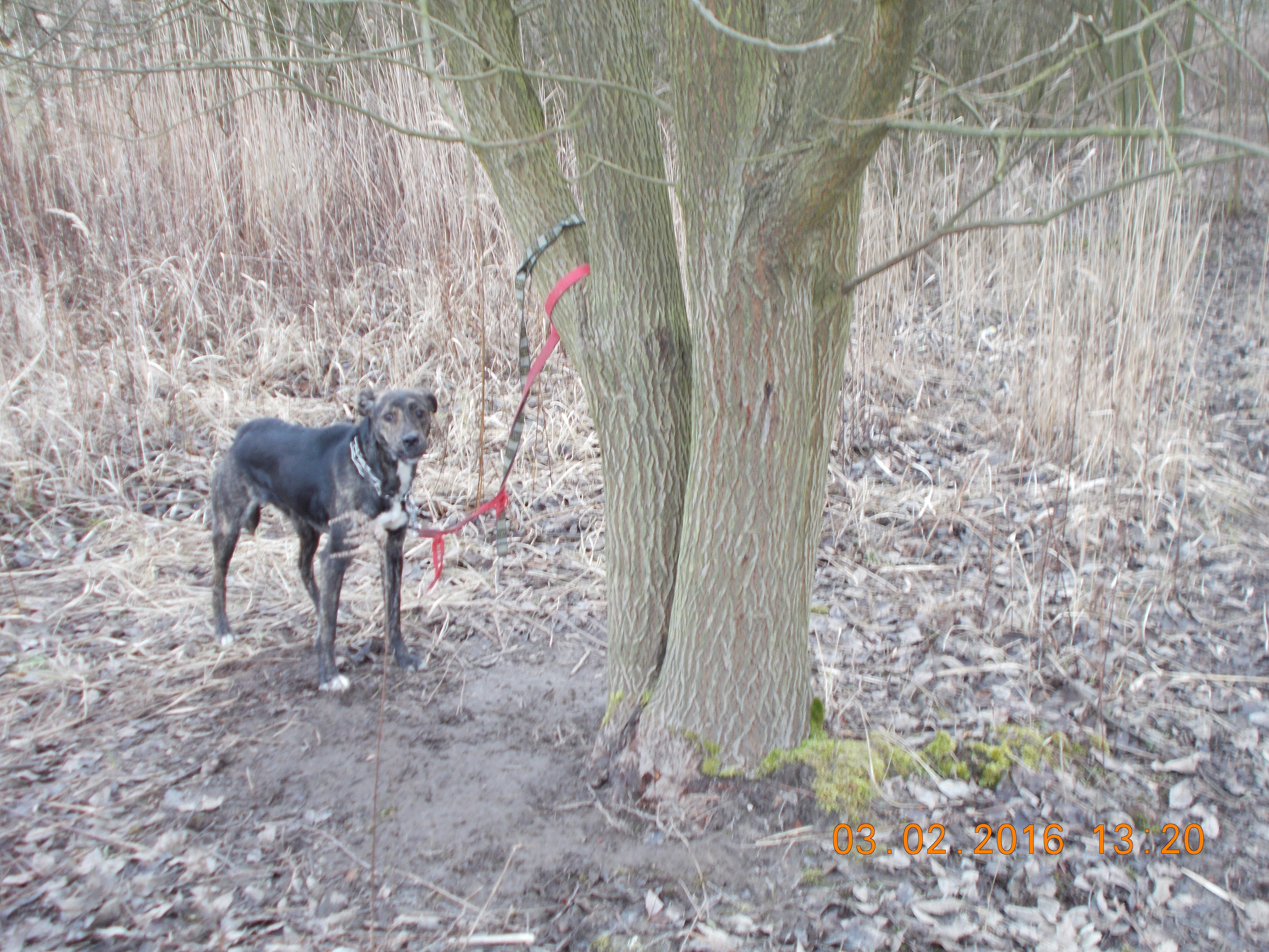 LEGNICA. Sadysta przywiązał psy do drzewa