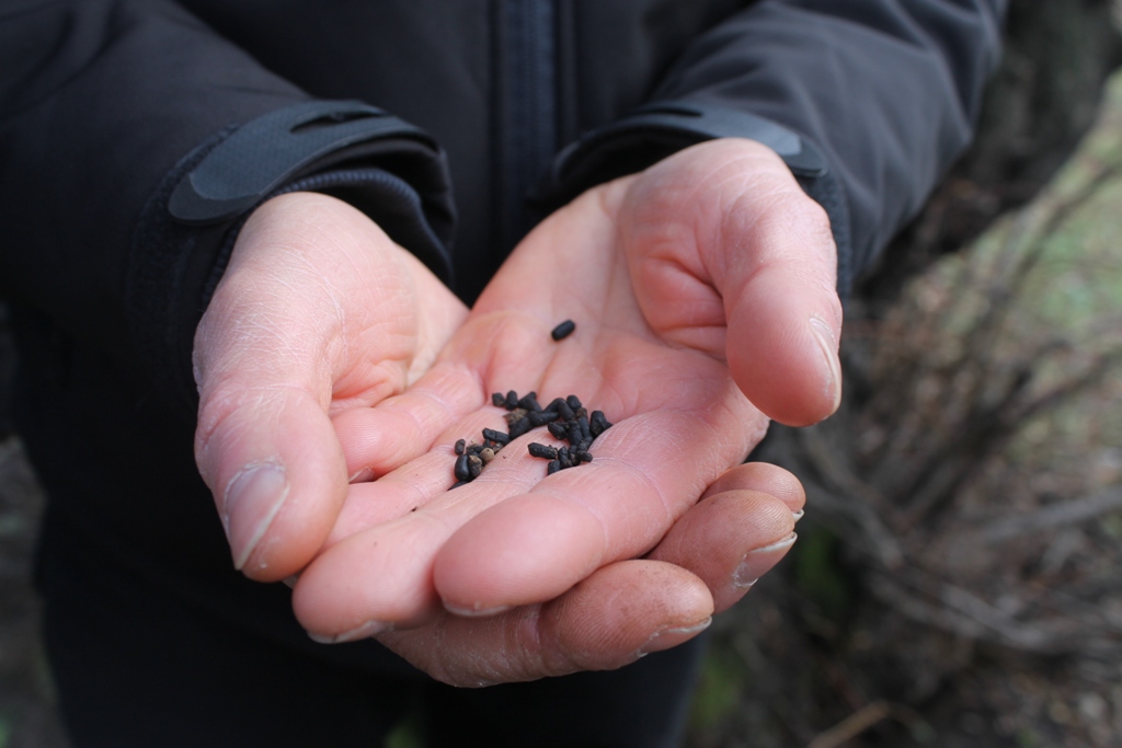LEGNICA. Czy chrząszcze wstrzymają budowę mostu? (WIDEO)