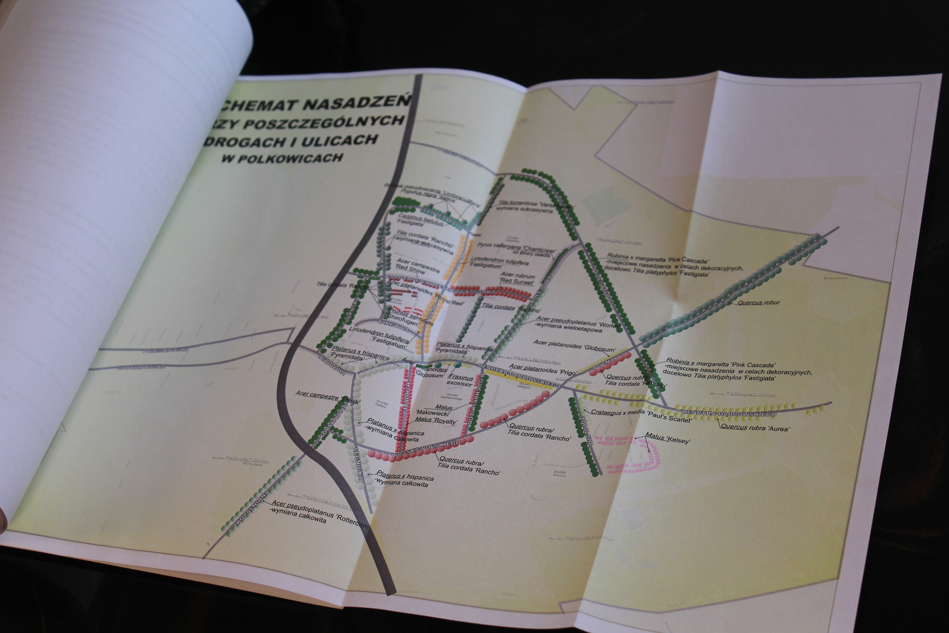 POLKOWICE. Zielona rewolucja w mieście (FOTO, WIDEO)