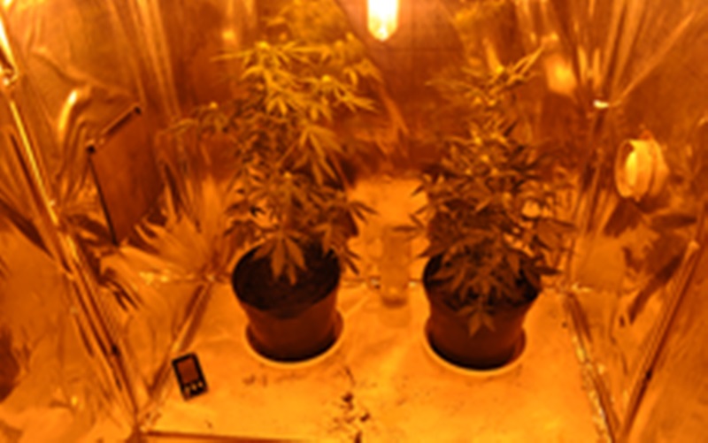 GMINA LUBIN. Uprawiał i sprzedawał marihuanę