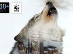 LEGNICA. Godzina dla wilków