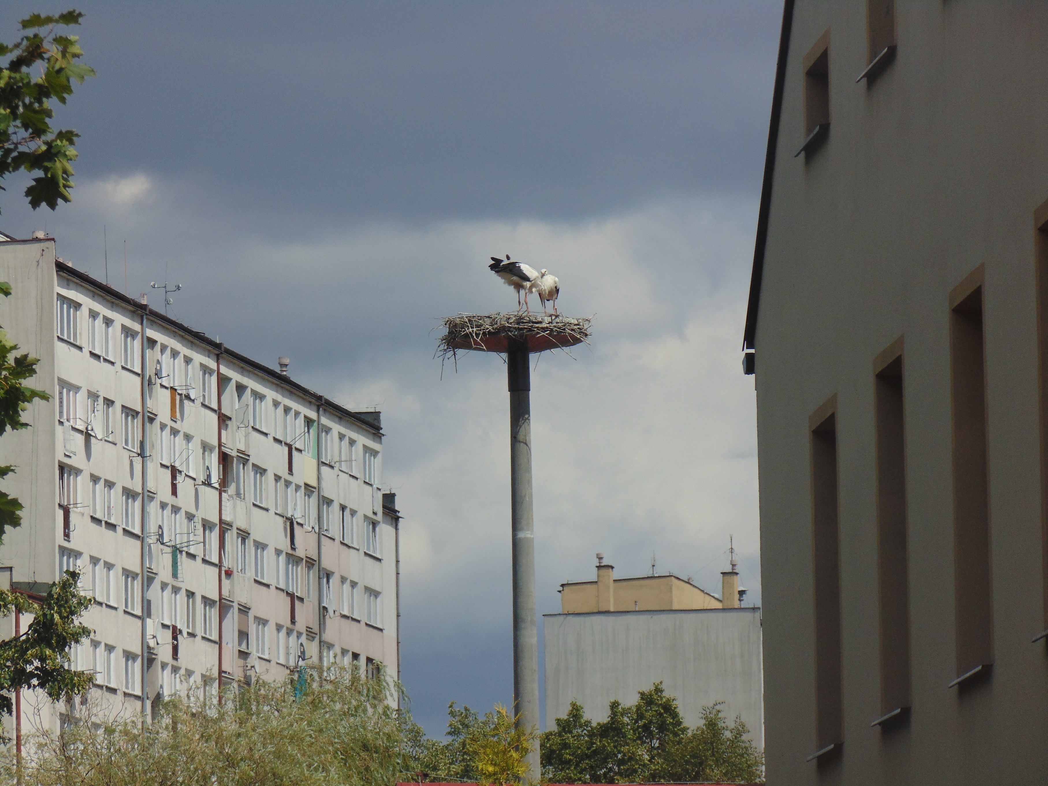 POLKOWICE. Bociania rodzina wróciła do miasta (WIDEO)