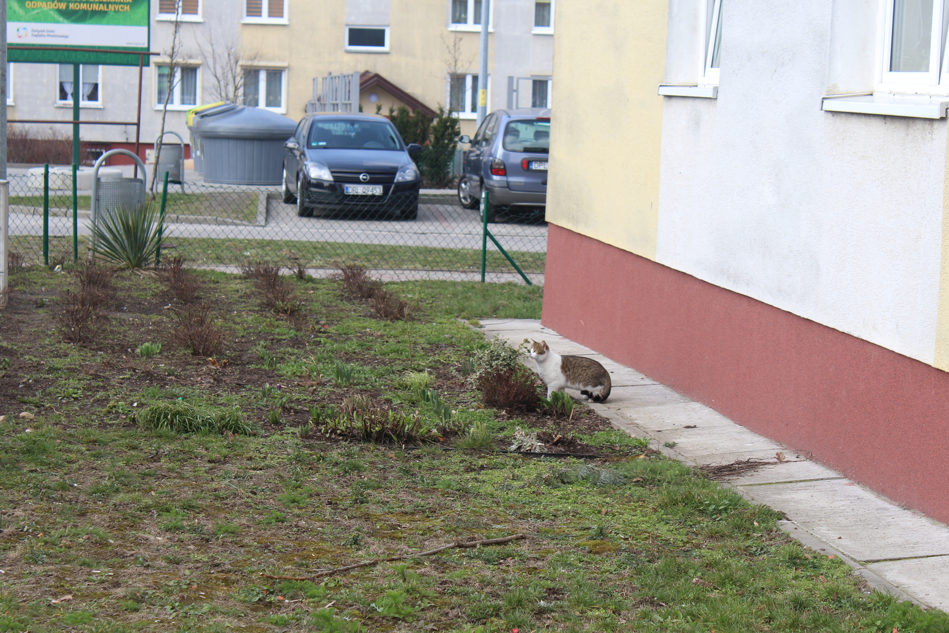 POLKOWICE. Zdecydują, gdzie postawić kocie domki