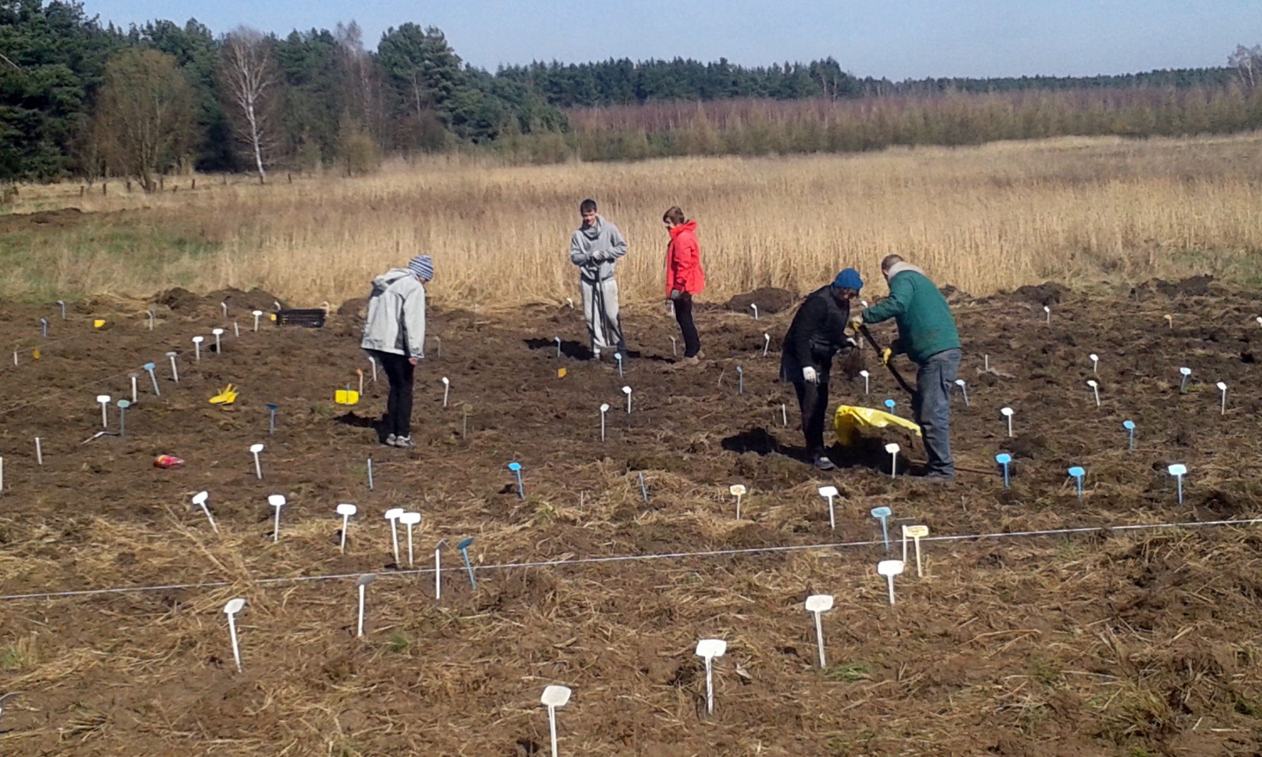 KOTLA. W gminie wyrośnie labirynt (WIDEO)
