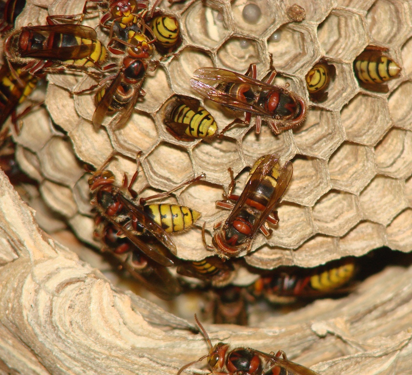 ZAGRODNO. Groźne owady zaatakowały robotników