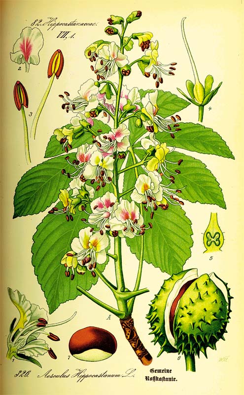 GMINA GAWORZYCE. Kłobuczyn wioską kasztanów?