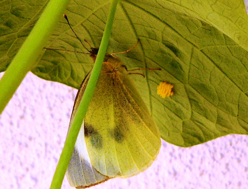 JAWOR. Stuletnie motyle