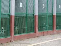 LEGNICA. Czip dla bezdomnych psów