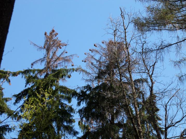 ZŁOTORYJA. Apel do właścicieli lasów prywatnych