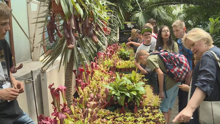 LEGNICA. Niespodzianki w palmiarni