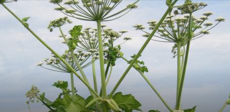 MŚCIWOJÓW. Uwaga na barszcz Sosnowskiego!