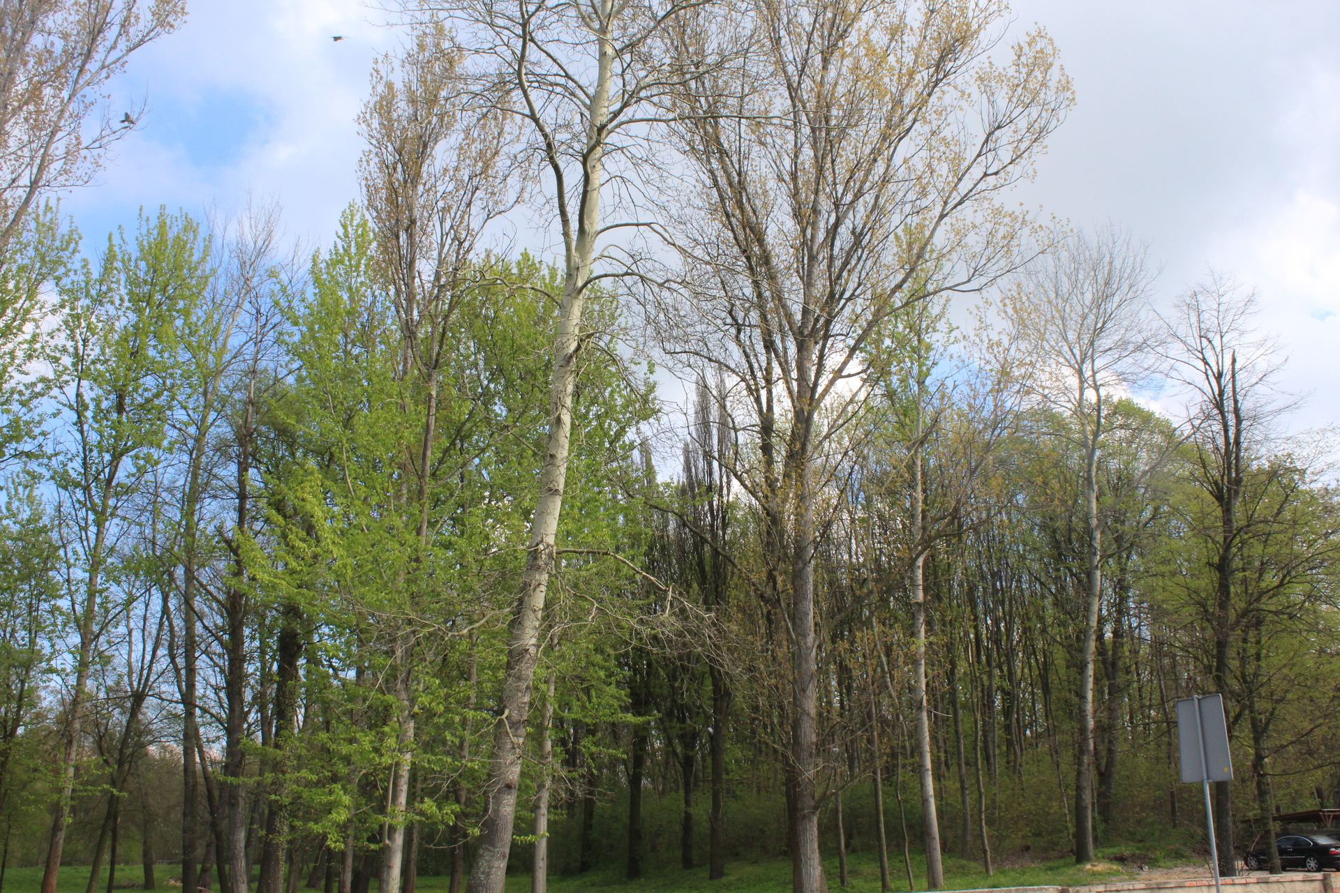 RADWANICE. W parku poszukają kwiatu paproci