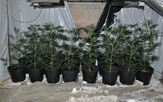 JAWOR. Narkotyki na balkonie