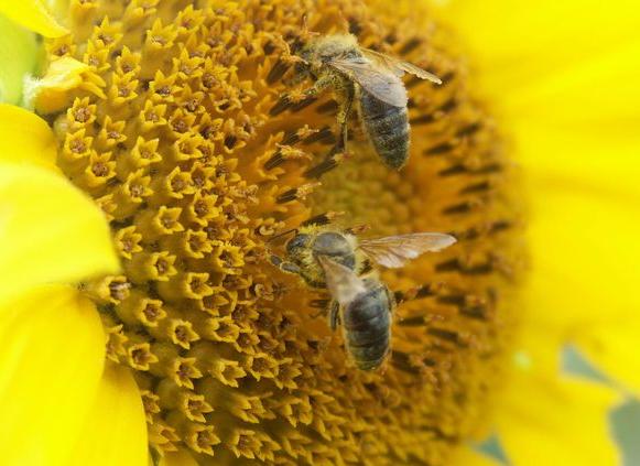 JAWOR/REGION. Stworzą miejsca dla pszczół