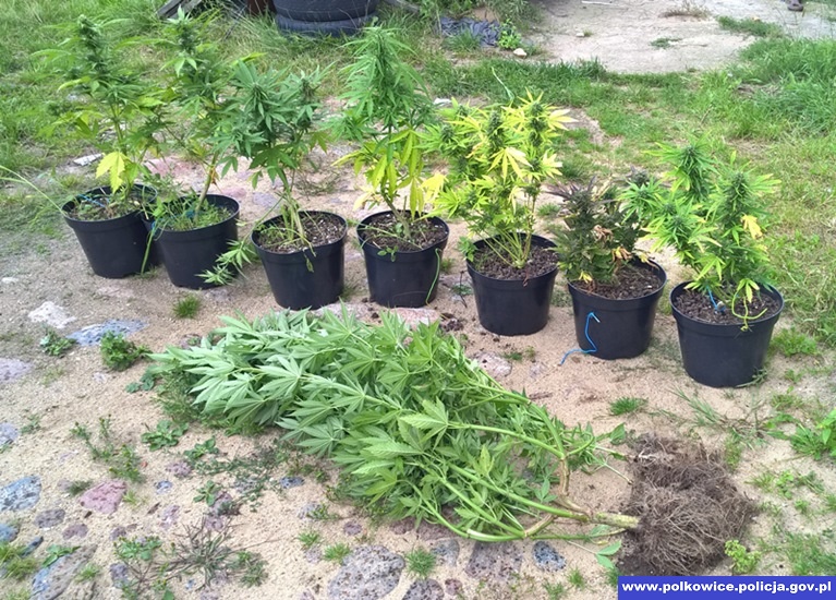 POLKOWICE. Wpadł amator konopi