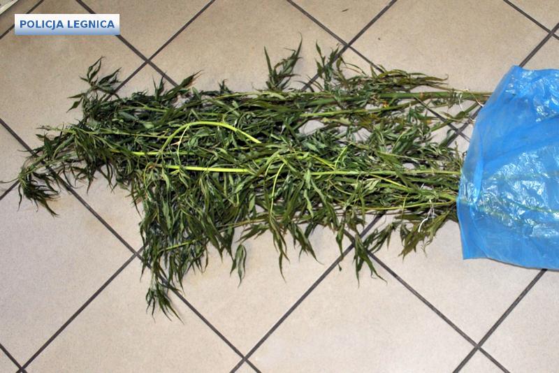 LEGNICA. Policyjna kontrola i ponad 360 porcji narkotyku