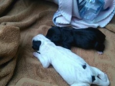 LEGNICA. Strażnik miejski uratował szczeniaki