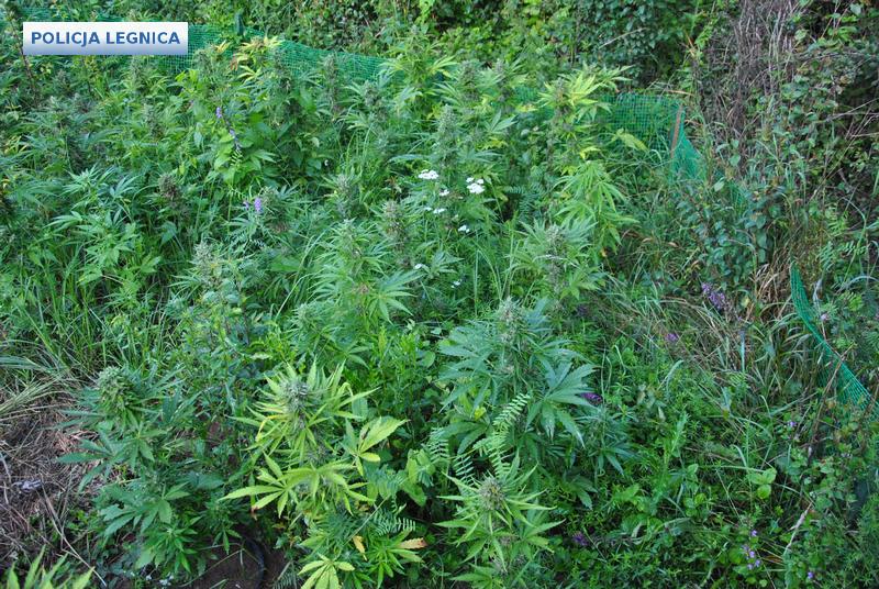 LEGNICA. Plantacja konopii indyjskich zlikwidowana (WIDEO)