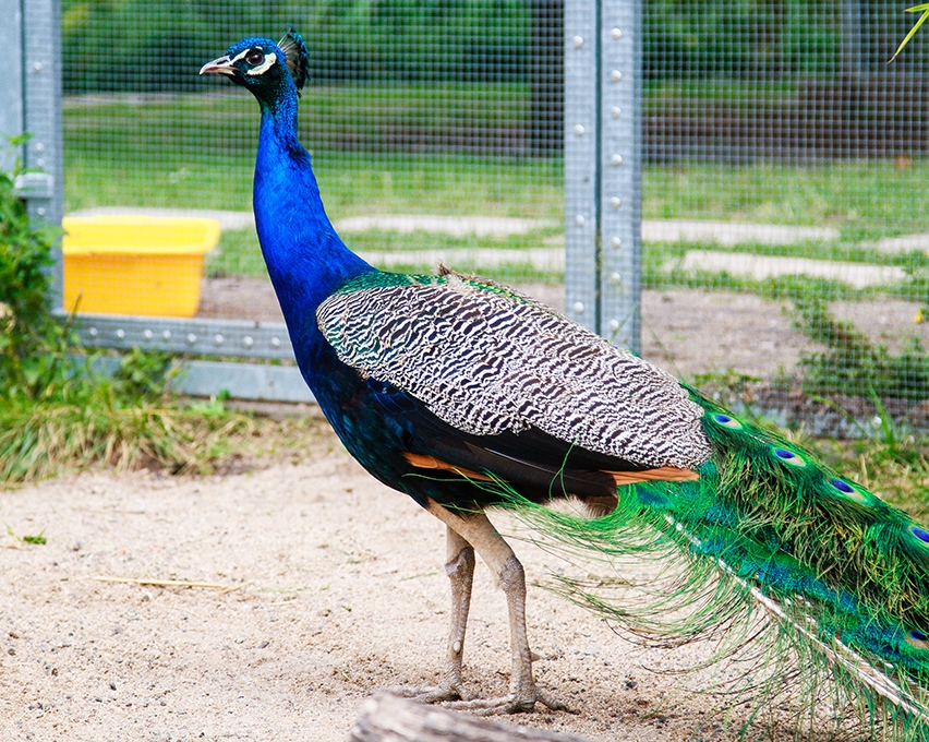 LEGNICA. 700 gadżetów w rocznicę minizoo