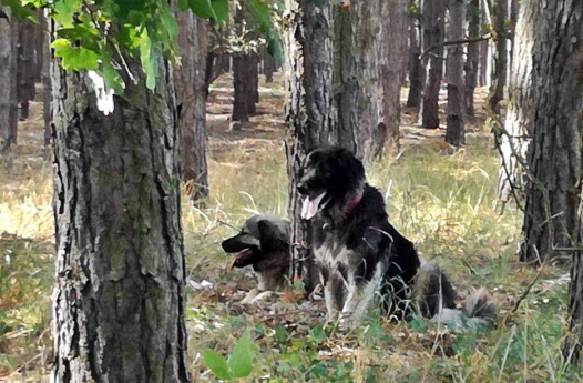 Złotoryjski ratusz podpowiada właścicielom czworonogów