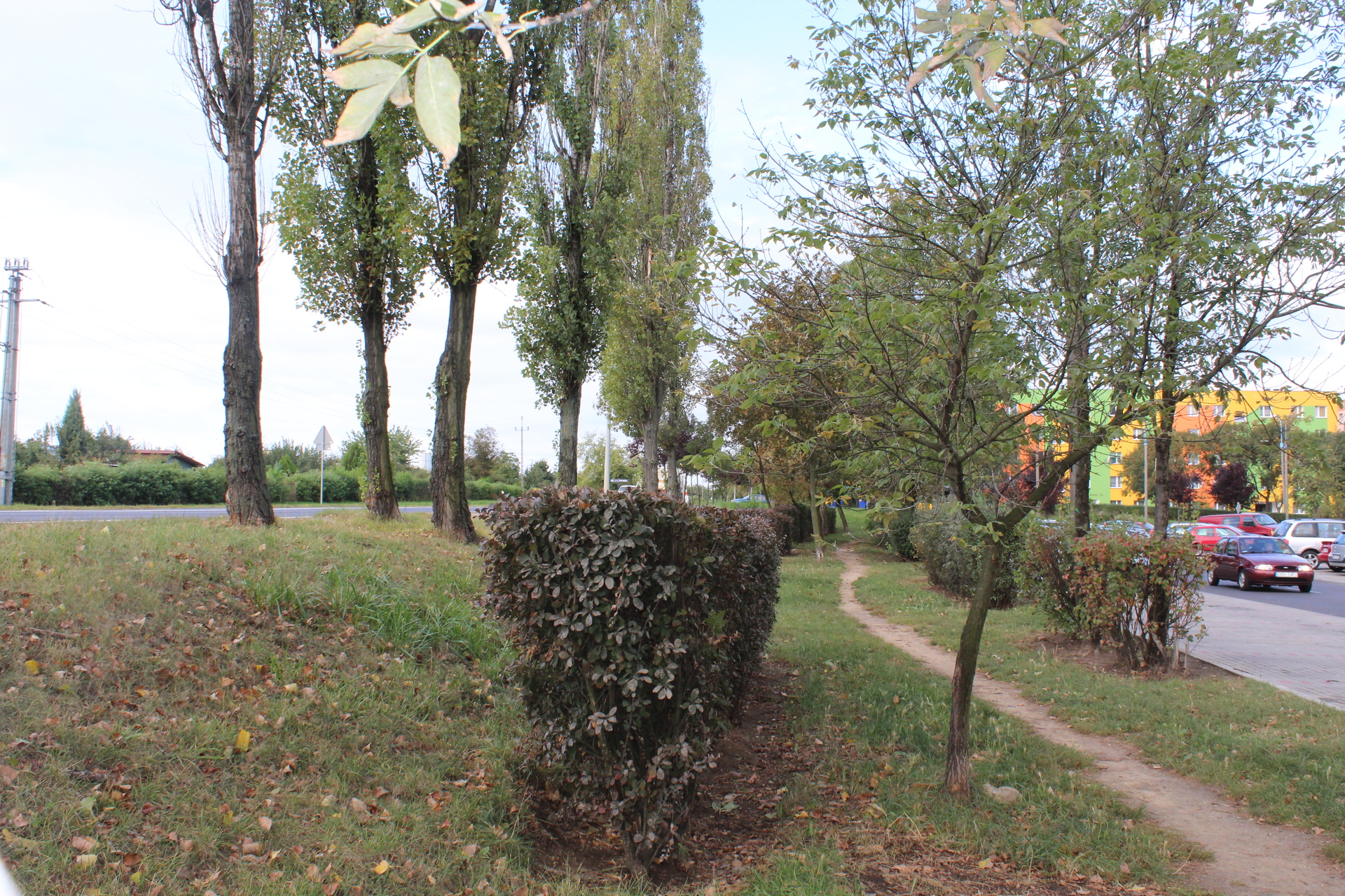 GŁOGÓW. Klon tatarski ma chronić przed hałasem (WIDEO)