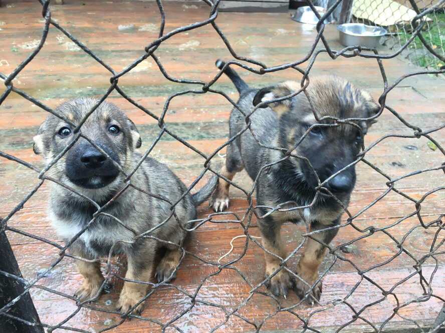 JAWOR. Przytulisko dla zwierząt prosi o pomoc