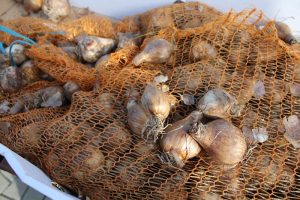 sadzenie-zonkile-hospicjum-13