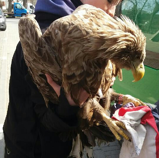 LUBIN. Pan Bielik maskotką parku